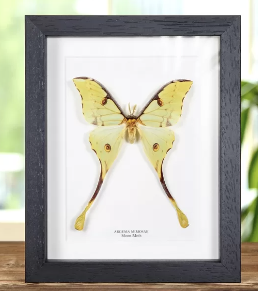 African Moon Moth In Black Frame (Argema mimosae) - Florafauna