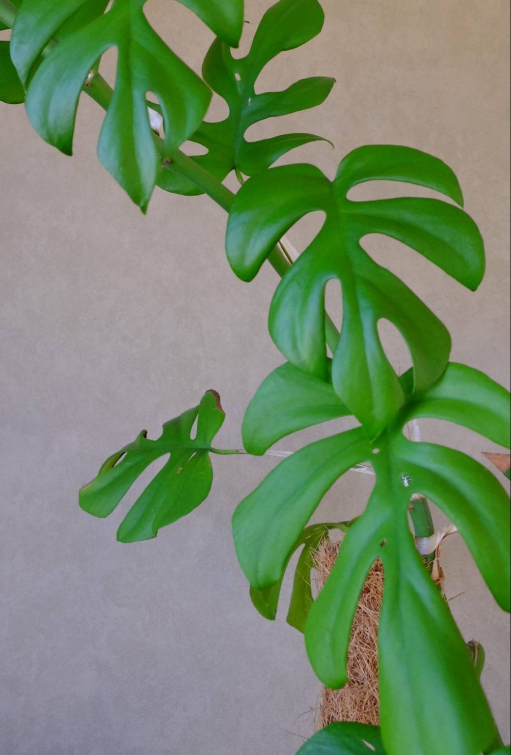 Mini Monstera For Sale