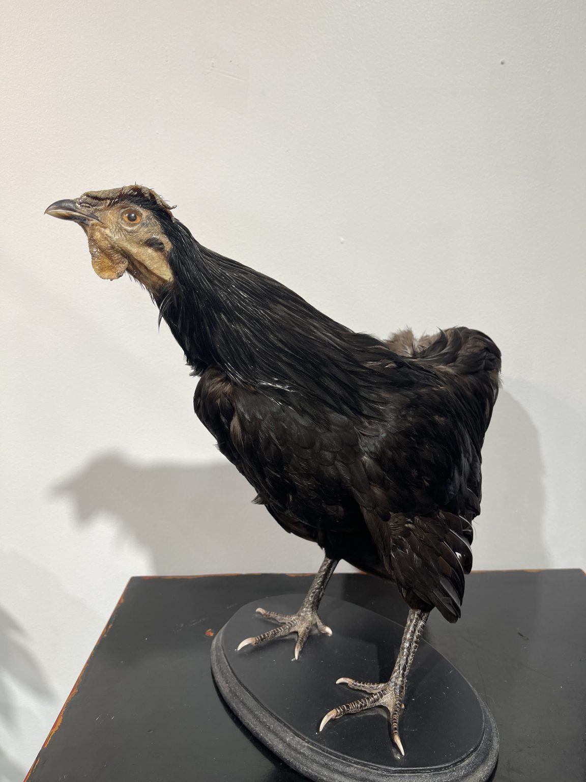 Black Bantam Rooster - Florafauna