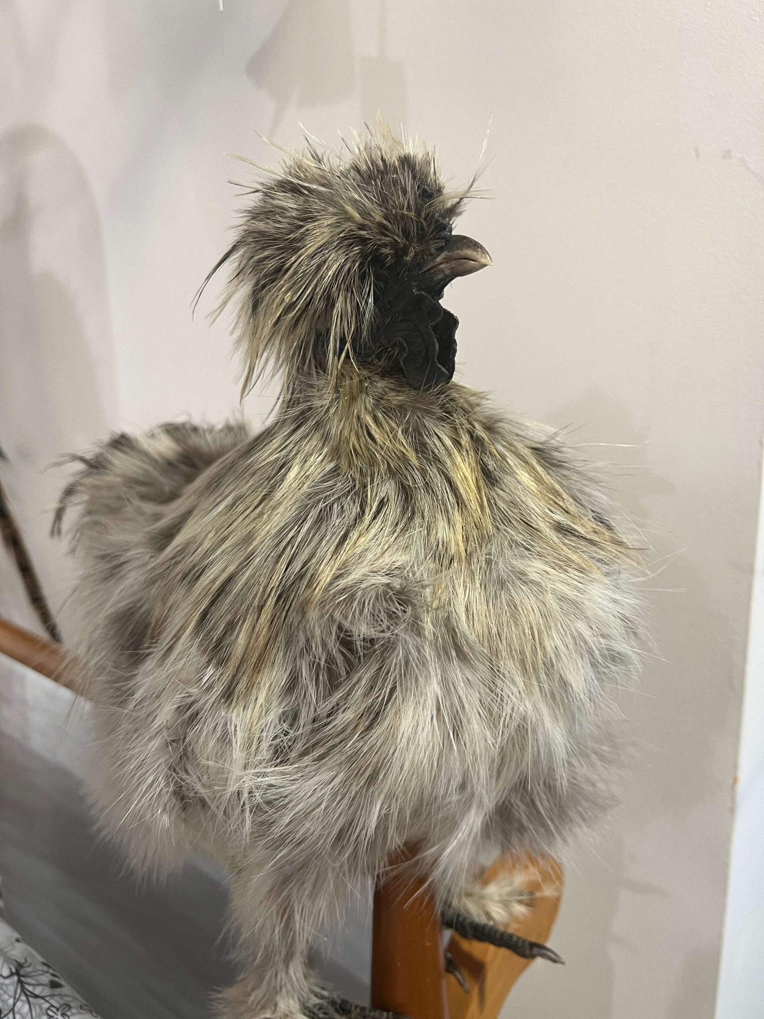 Grey Silkie Rooster - Florafauna