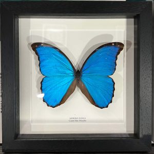 Blue Morpho Butterfly in Black Frame (morpho didus) - Florafauna