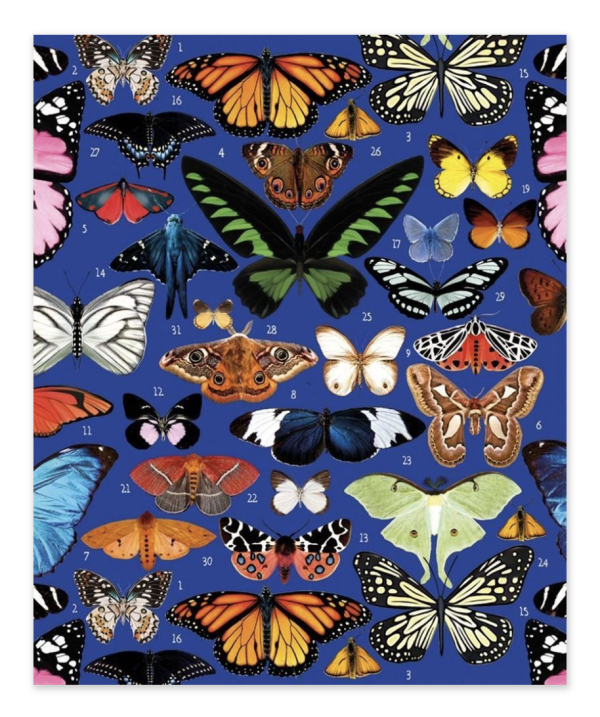 Greeting Card - Butterflies by Mary Katrantzou