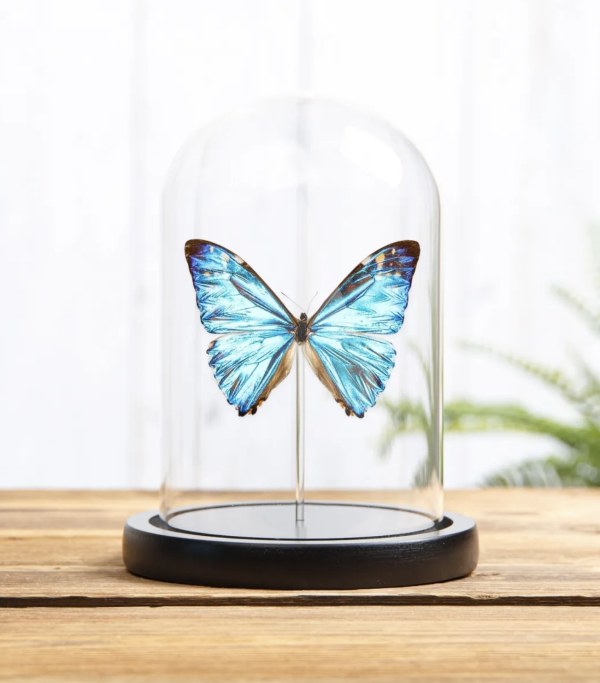 Zephyritis Morpho Butterfly in Glass Dome - morpho zephyritis