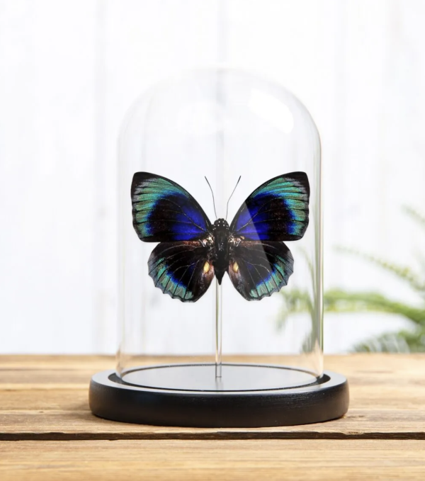 Agrias Butterfly in Glass Dome